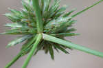 Great plains flatsedge